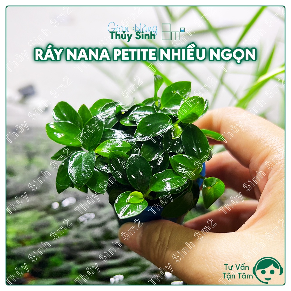 Anubias nana petite tissue culture - Aqua Plants Hub