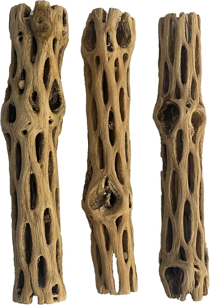 Hoya carnosa