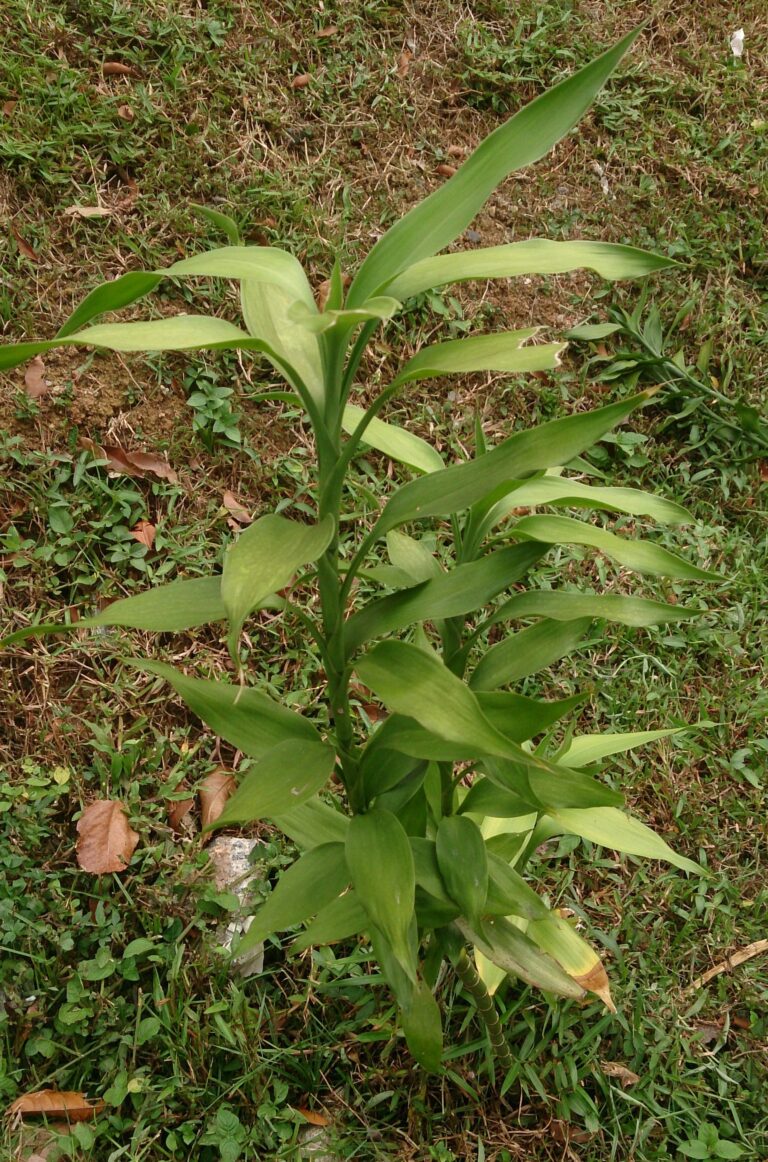 Cây thuỷ trúc