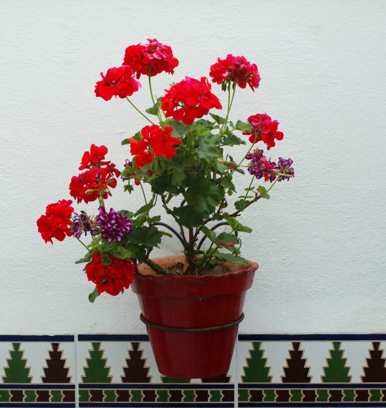 Chậu nhựa