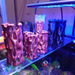 Cholla tube shrimp hide - Aqua Plants Hub