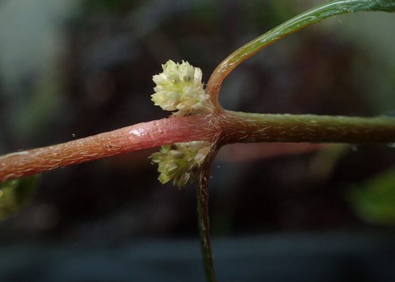 Diệp hồng tài lá đỏ