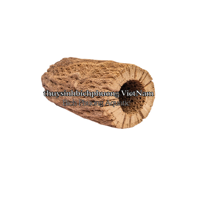 Gỗ Cholla cactus wood - Aqua Plants Hub