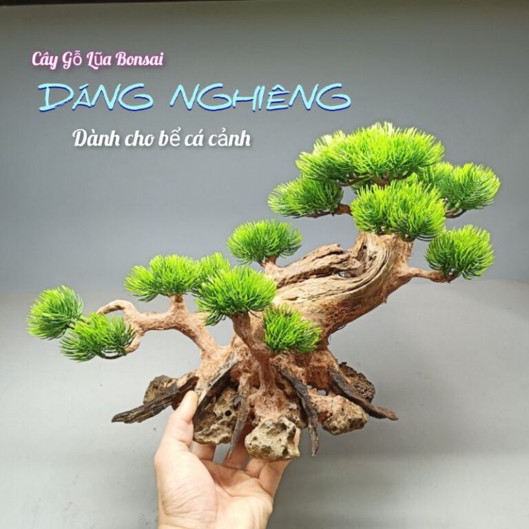 Gỗ Spider Wood size M - Aqua Plants Hub