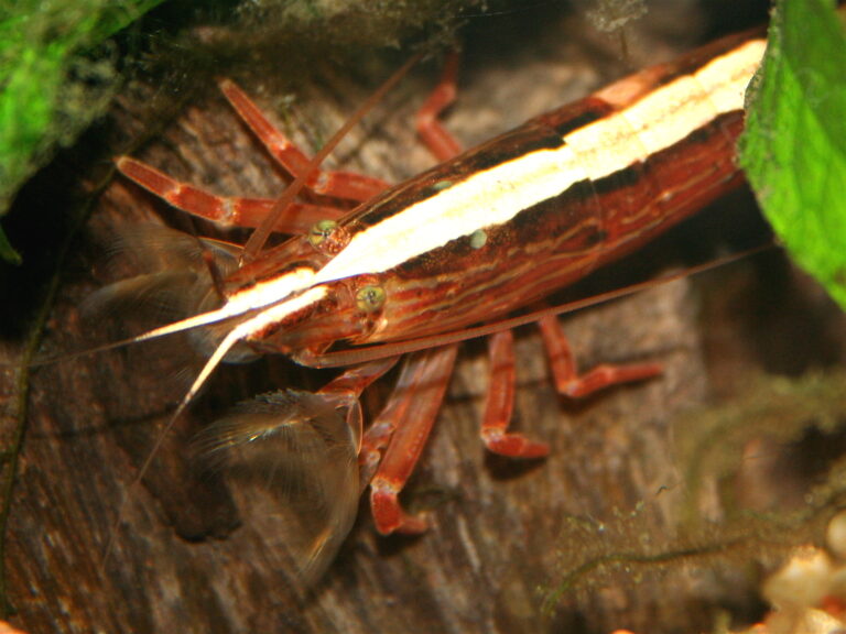 Gỗ Vú sữa