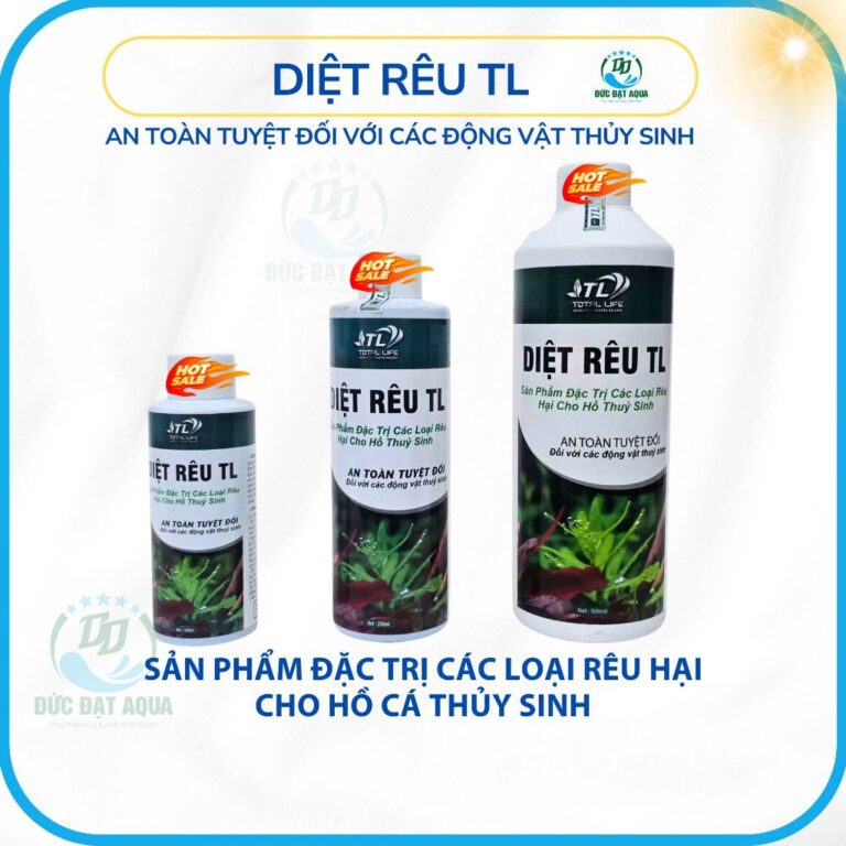Rêu Fissidens fontanus - Aqua Plants Hub
