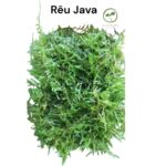 Rêu Java moss portion - Aqua Plants Hub