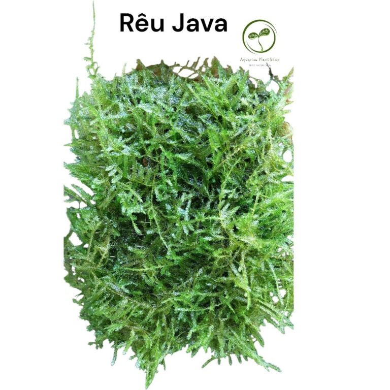 Rêu Java moss portion - Aqua Plants Hub