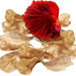 SunGrow 50 pcs Catappa Indian Almond Leaves – 2” Water Conditioner for Betta Fish Tank, Aquarium Leaf for Fish Breeding, Shrimp, Goldfish, Guppy & Frogs - Aqua Plants Hub