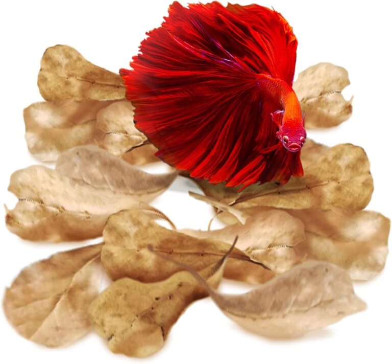 SunGrow 50 pcs Catappa Indian Almond Leaves – 2” Water Conditioner for Betta Fish Tank, Aquarium Leaf for Fish Breeding, Shrimp, Goldfish, Guppy & Frogs - Aqua Plants Hub