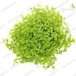 Tropica 1-2-Grow Monte Carlo - Aqua Plants Hub