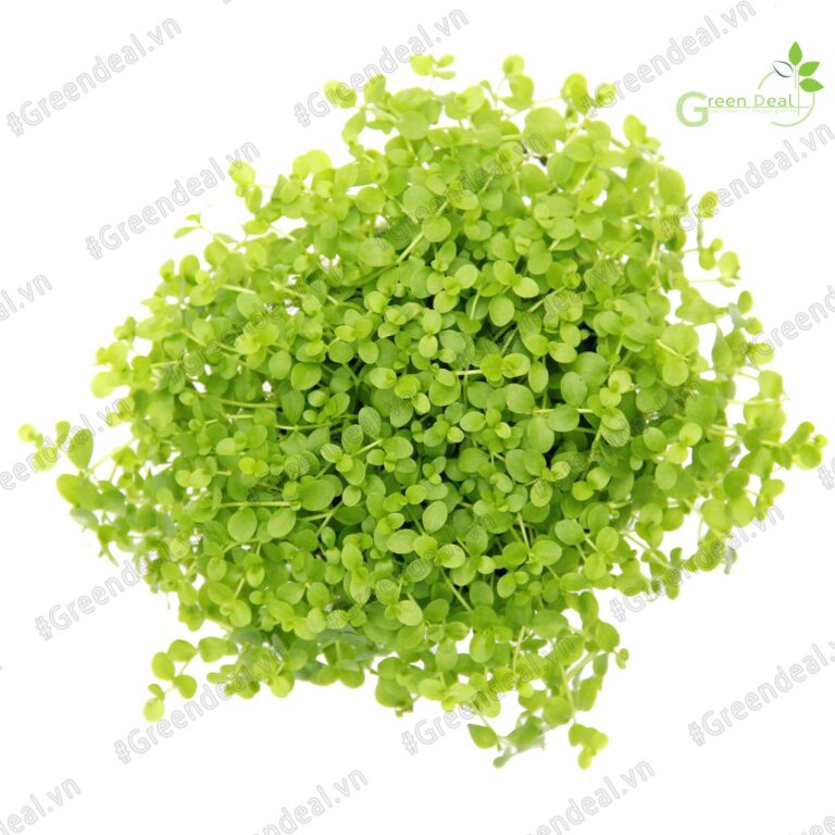 Tropica 1-2-Grow Monte Carlo - Aqua Plants Hub