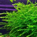Willow Moss - Live Aquatic Moss Plants Aquarium Freshwater Planted Tank (2 Portions) - Willow Moss – Live Aquatic Moss Plants Aquarium Freshwater Planted Tank (2 Portions) - Aqua Plants Hub