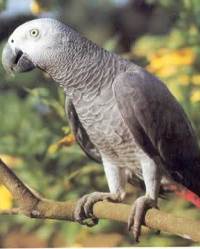 African grey parrot