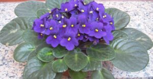 African violet