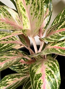 Aglaonema / Chinese evergreen