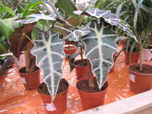 Alocasia amazonica