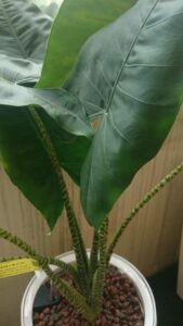 Alocasia zebrina
