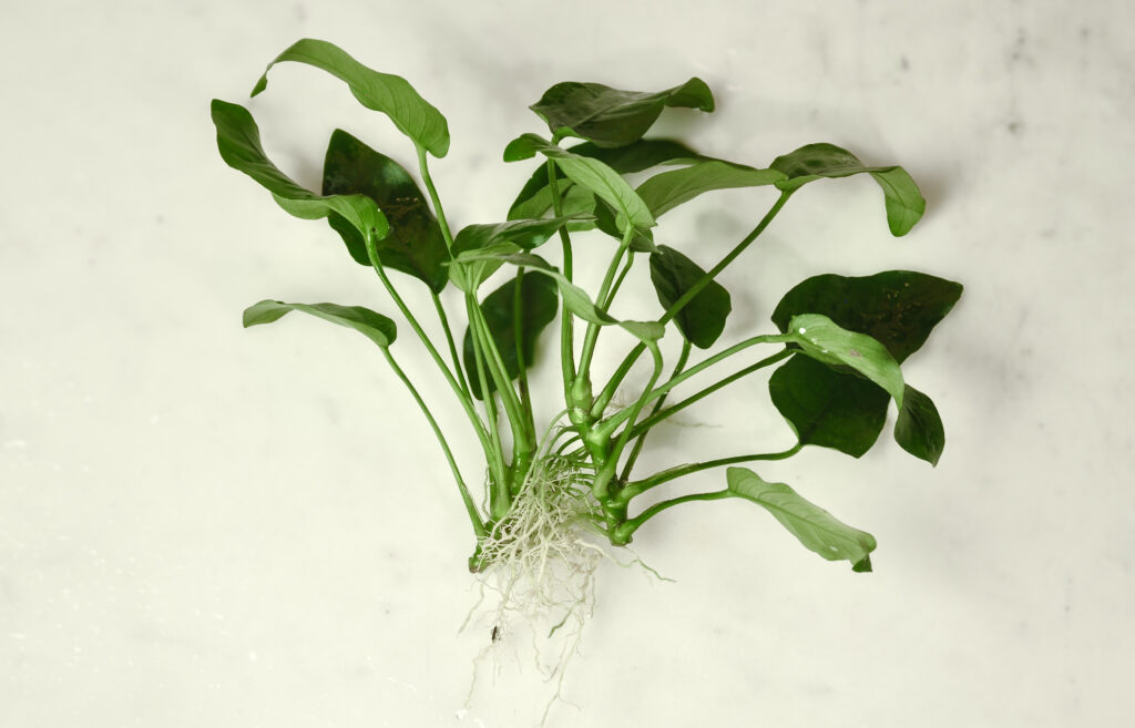 Healthy Anubias barteri var. nana with clean leaves, rhizome, and roots