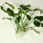 Healthy Anubias barteri var. nana with clean leaves, rhizome, and roots