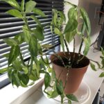 Houseplant that needs watering