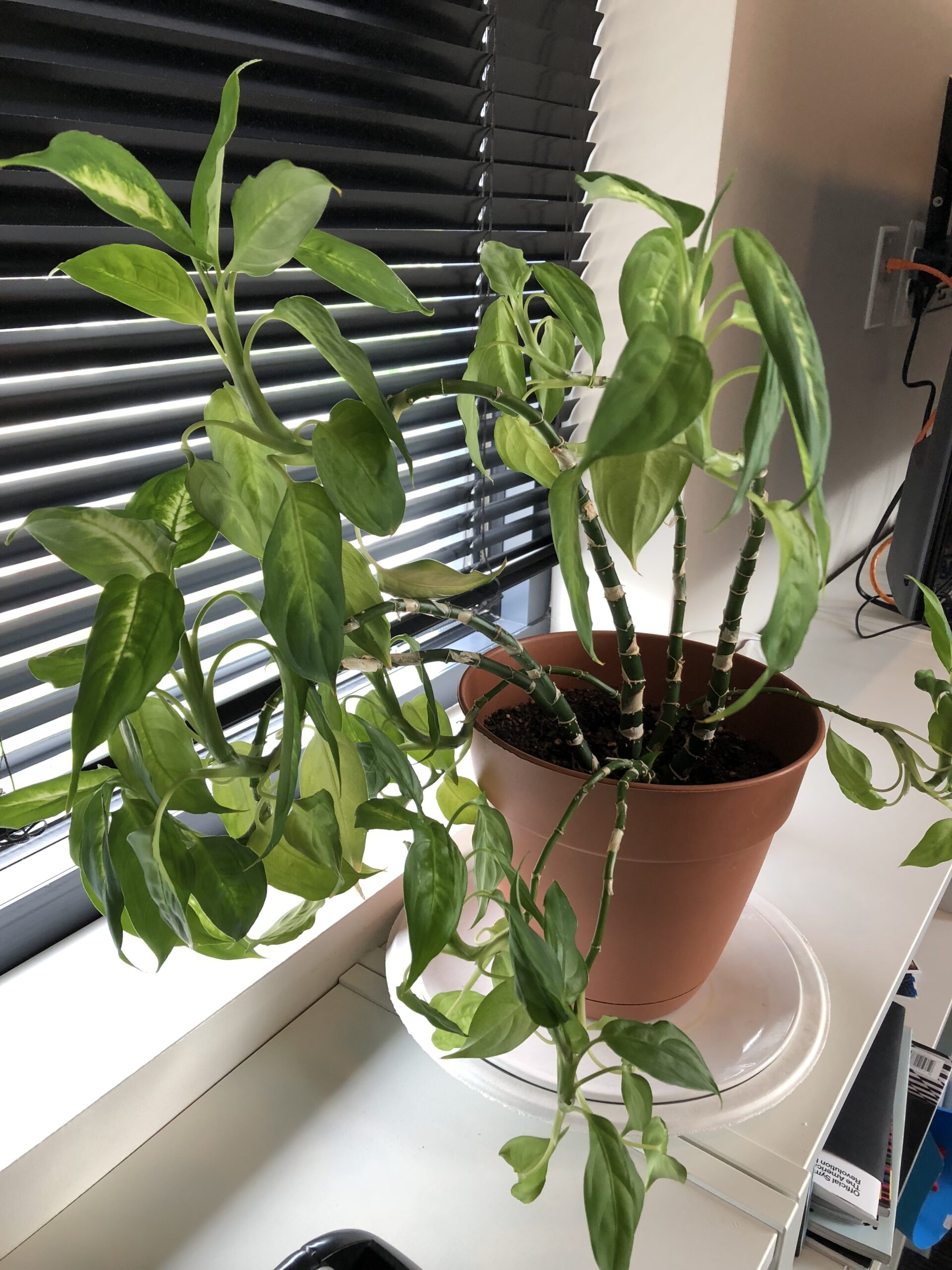 Houseplant that needs watering