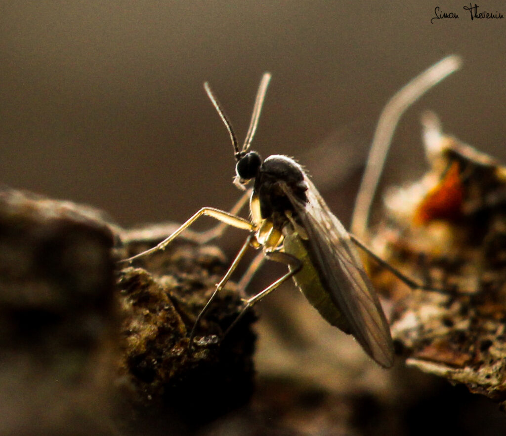 Fungus gnat / sciarid fly