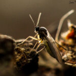 Fungus gnat / sciarid fly