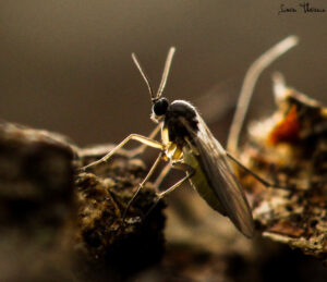 Fungus gnat / sciarid fly