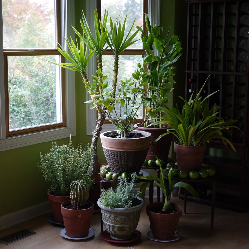 Indoor houseplants (home grow-light context)