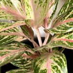 Aglaonema — low-light houseplant