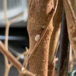 Mealybugs (Planococcus citri) on a houseplant