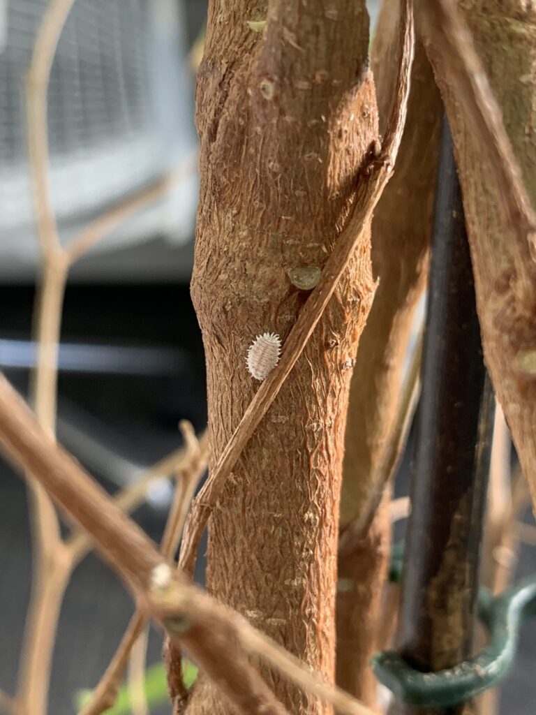 Mealybugs (Planococcus citri) on a houseplant