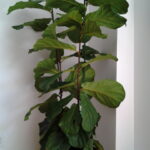Ficus lyrata / indoor plant collection