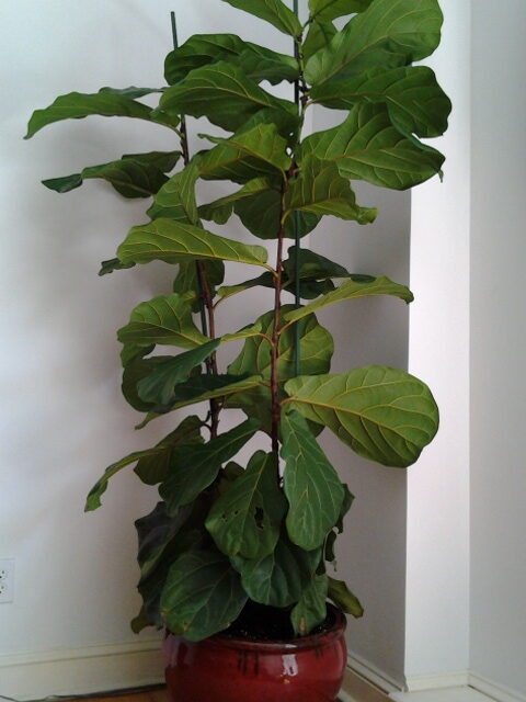Ficus lyrata / indoor plant collection