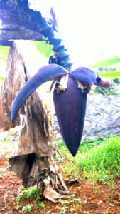 Banana plant (Musa)