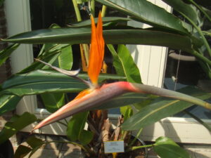 Bird of paradise