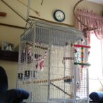Birdcage
