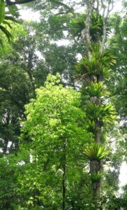 Bird's nest fern