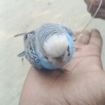 Blue budgerigar on hand