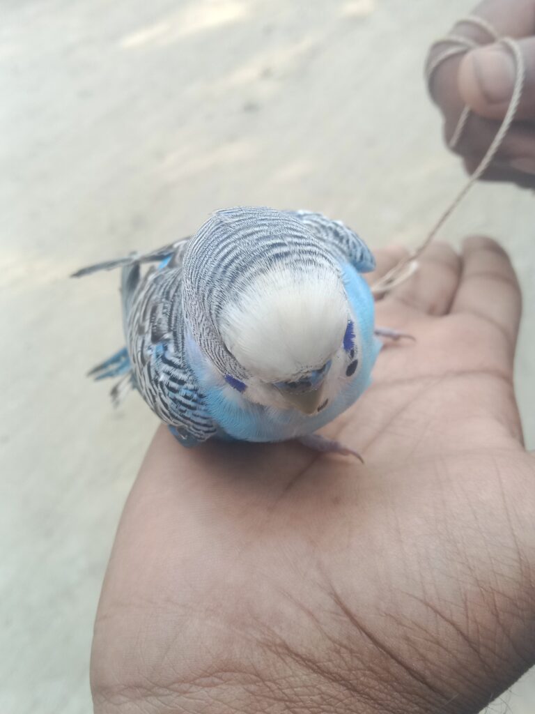 Blue budgerigar on hand