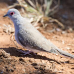 Diamond dove with white-spotted wings and red eye-ring