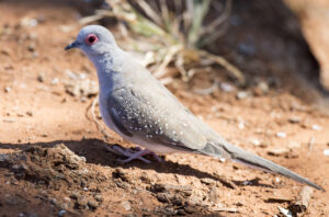 Diamond dove with white-spotted wings and red eye-ring