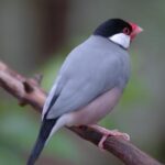 Java sparrow with grey body, black head, and pink bill