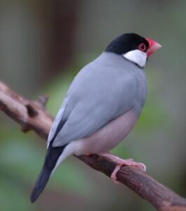 Java sparrow with grey body, black head, and pink bill