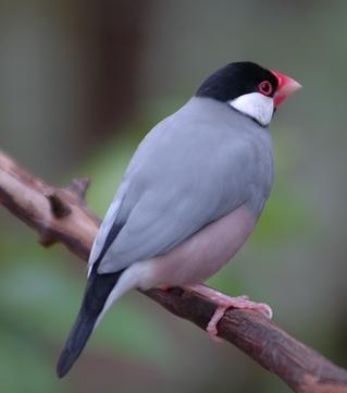 Java sparrow with grey body, black head, and pink bill