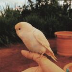 Budgerigar gently held during handling training