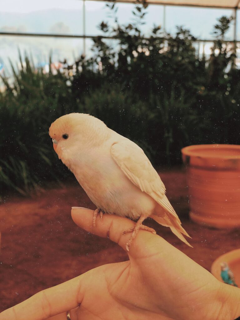 Budgerigar gently held during handling training