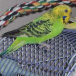 Budgerigar on cage