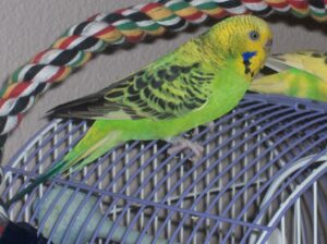 Budgerigar on cage